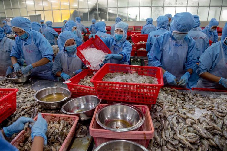Pekerja Vietnam memilah udang di Khanh Sung Seafood Company di distrik My Xuyen, Vietnam selatan, 13 Juli 2017. Delta Mekong atau dikenal sebagai Mangkuk Nasi Vietnam merupakan rumah bagi industri udang bernilai miliaran dollar AS dan jumlah petani udang terus bertambah.