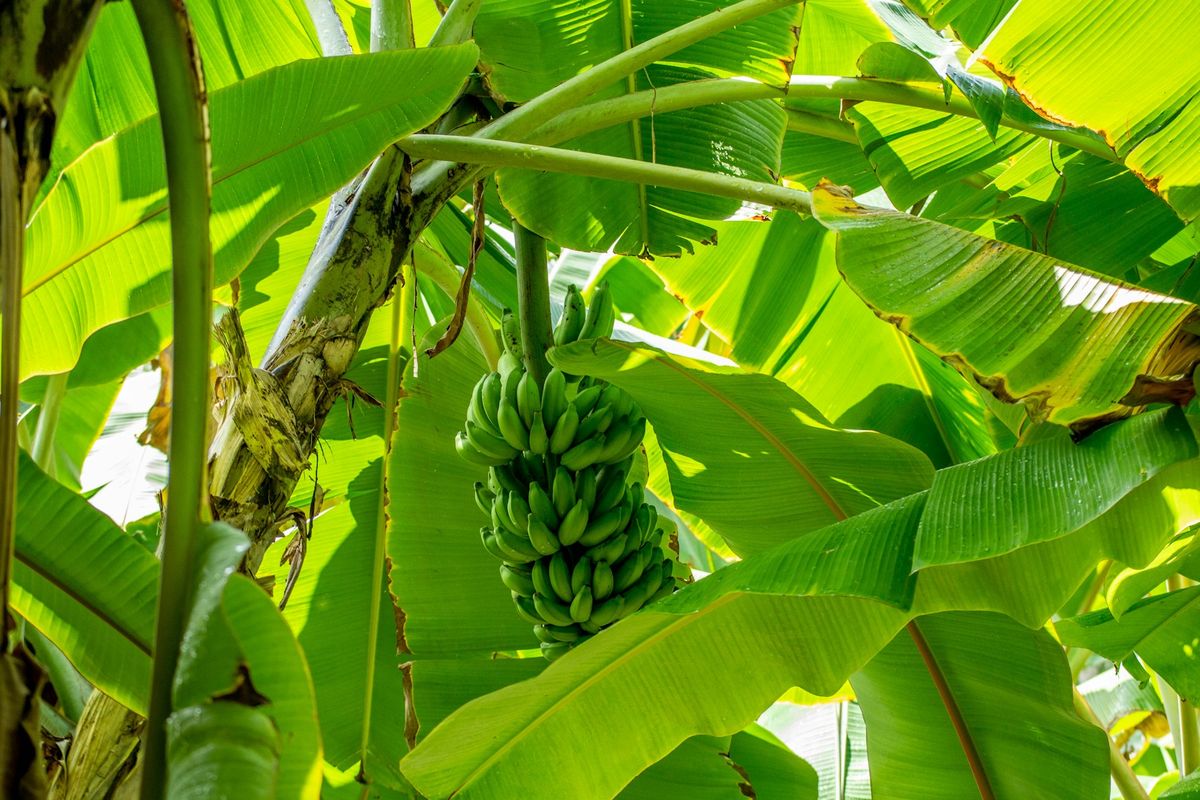 Ilustrasi pohon pisang.