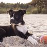 Bolehkan Anjing Menggunakan Sunscreen? Ini Penjelasannya