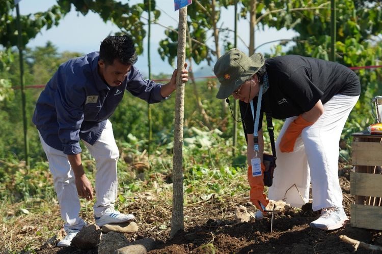 Para duta besar luar negeri menanam pohon di kawasan Parapuar Labuan Bajo, pada Sabtu (29/6/2024)