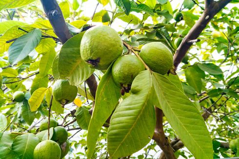 Begini Cara Okulasi Jambu Biji yang Benar