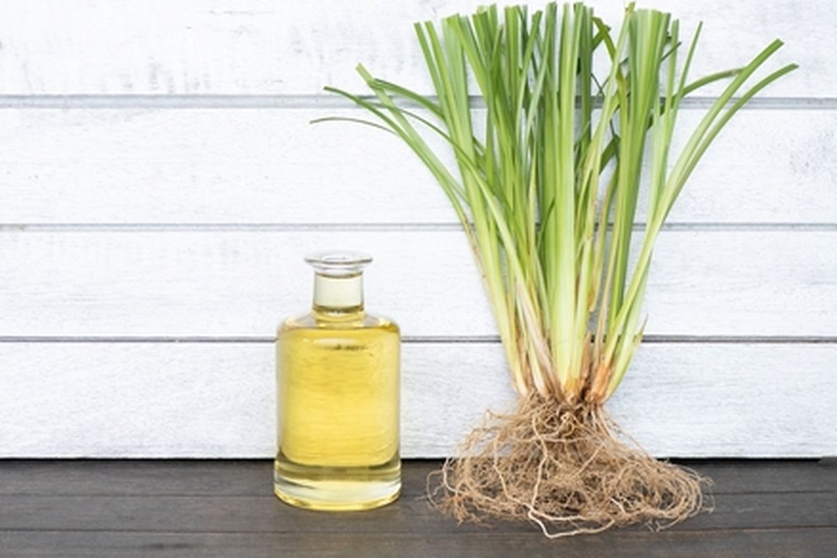 Ilustrasi tanaman akar wangi