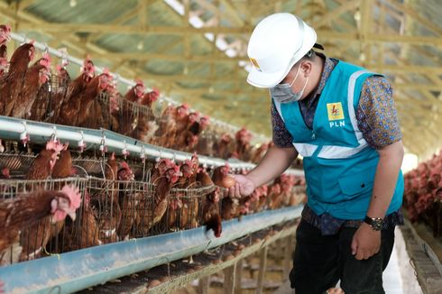 Peternak Ayam Hemat Puluhan Juta dengan Listrik PLN, Kok Bisa?