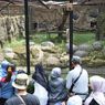 Bandung Zoo: Daya Tarik, Harga Tiket, dan Kisah Anak Harimau Benggala