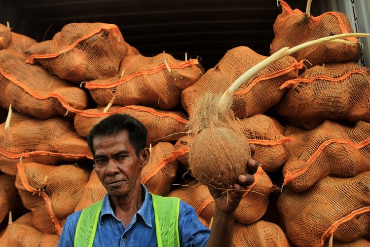 25 kontainer kelapa ekspor dari Sumatera Selatan dikembalikan pihak pemerintah Thailand karena kondisi kelapa yang sudah mulai bertunas, Selasa (19/11/2019).