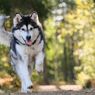 4 Fakta Menarik Anjing Alaskan Malamute, Si Tubuh Besar Berhati Lembut