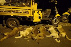 Antisipasi KLB Rabies, Ratusan Anjing Liar di Kota Mataram Diracun