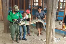 Saat Buaya Muara Masuk ke Parkiran Palu Grand Mall