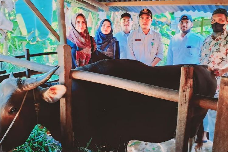Tim Setneg RI bersama pihak terkait mengecek kondisi kesehatan sapi kurban Presiden Joko Widodo di Kabupaten Lingga, Provinsi Kepulauan Riau (Kepri). 