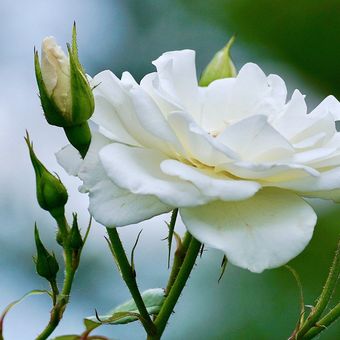 Ilustrasi bunga mawar putih. 