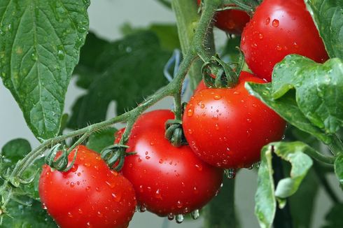 Mengapa Ada Retak pada Buah Tomat yang Ditanam? Penyebab dan Solusinya