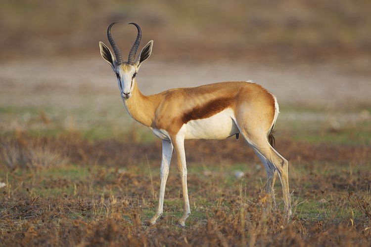 Springbok