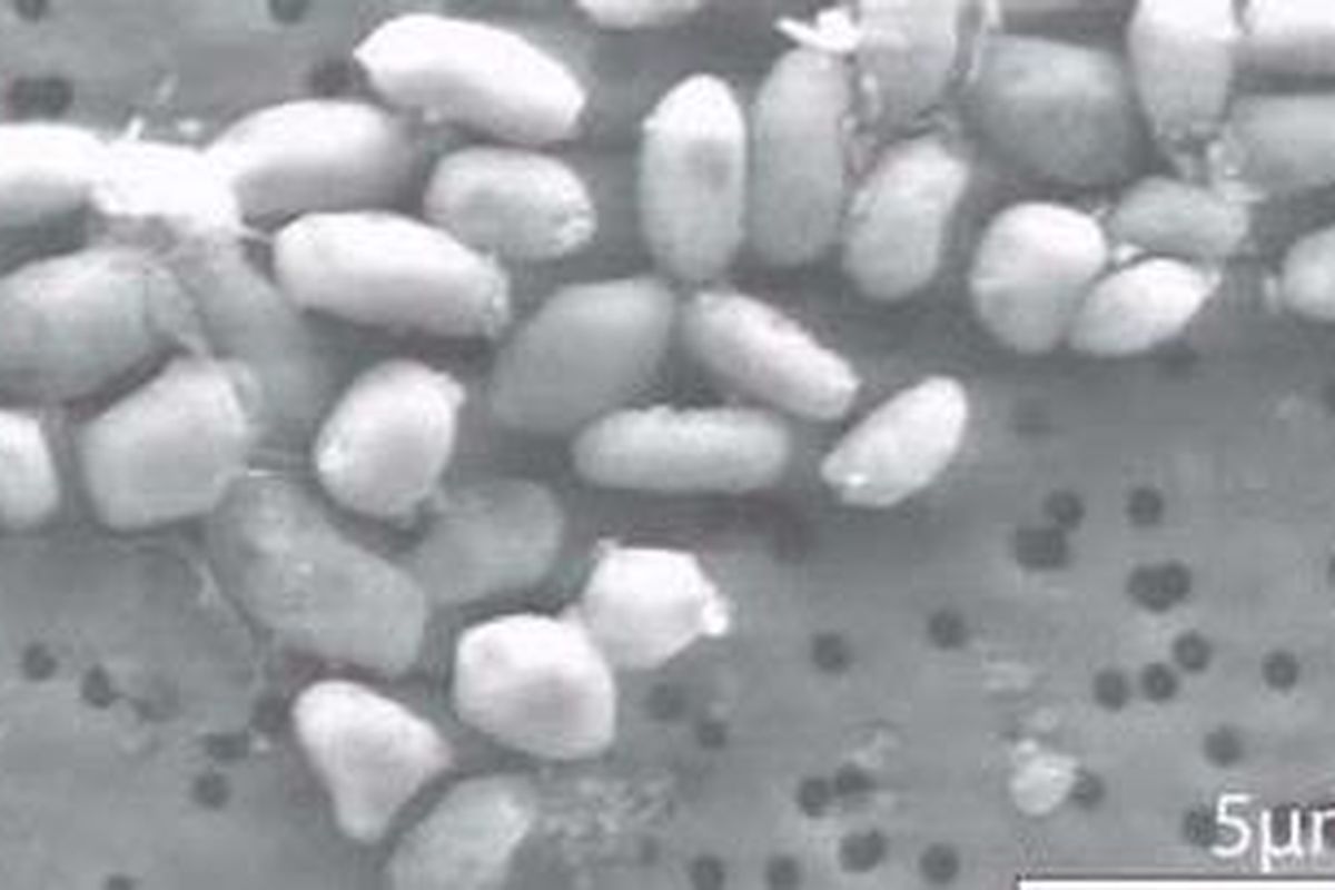 Mikroba dengan struktur DNA yang berbeda. Fosfat pada rantai DNA digantikan dengan arsenate, gabungan molekul arsenik dan oksigen. 