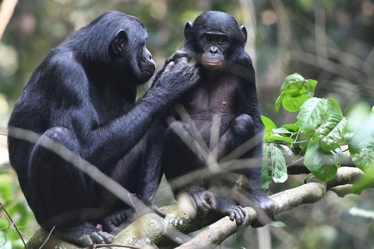  Bonobo, spesies primata anggota genus simpanse, juga ikut campur urusan asmara anak mereka.
