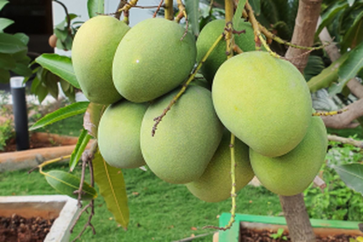 Ilustrasi pohon mangga dalam pot