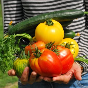 Berkebun sayur dan buah