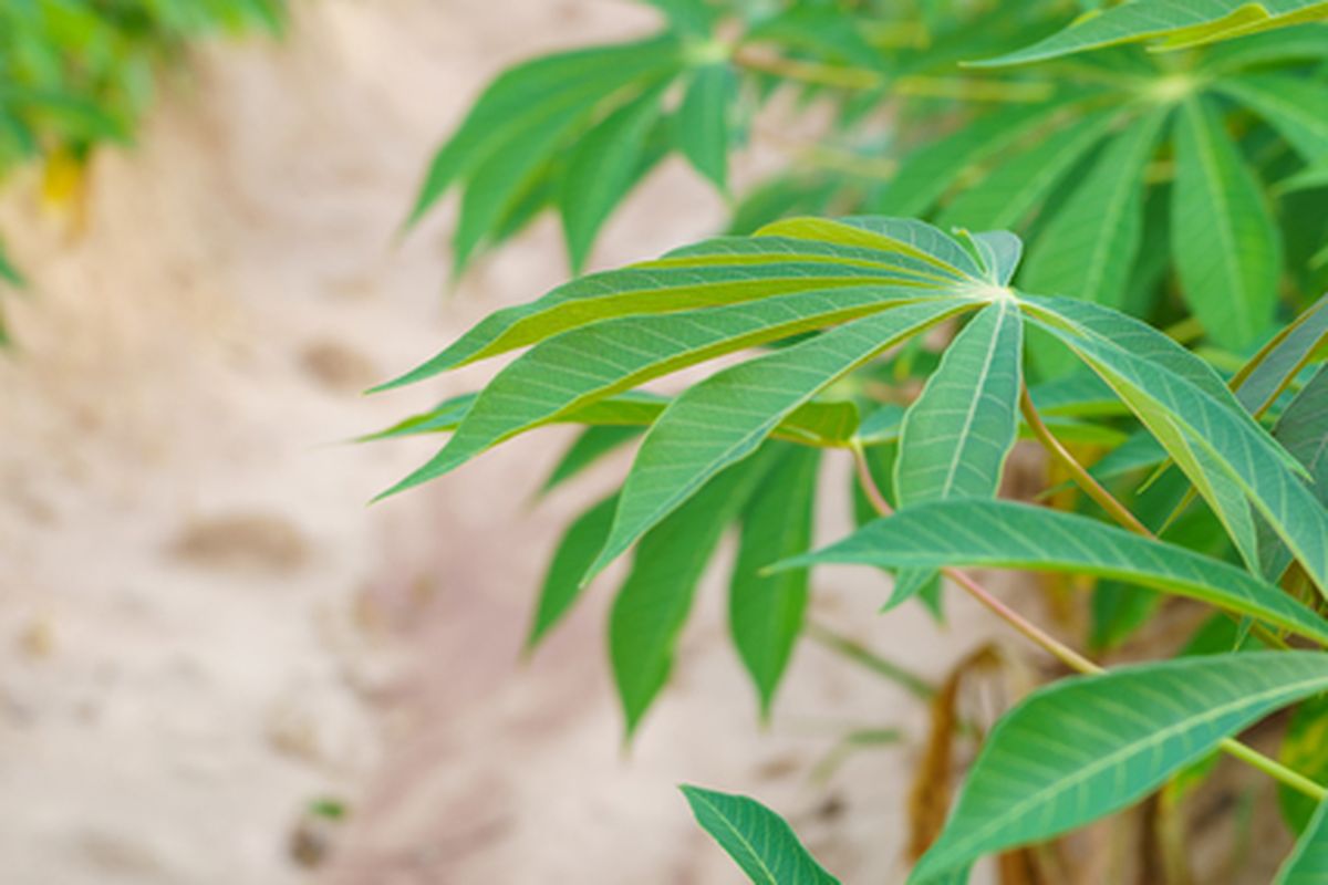 Gambar Tanaman singkong