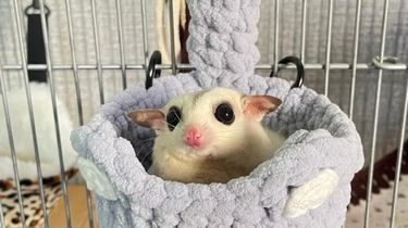 Fenomena “Proxy Famous”, Konten Hewan Jadi Jalan Pintas Menuju Popularitas