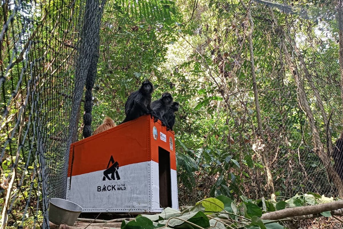 Salah satu koloni berjumlah 4 dari 7 ekor Lutung Jawa sebelum dilepasliarkan di kawasan Hutan Lindung Petak 100 H Perhutani KPH Malang, Sabtu (17/9/2022).