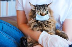 Daripada Babi, Penularan Virus SARS-CoV-2 Lebih Rentan pada Kucing, Kok Bisa?