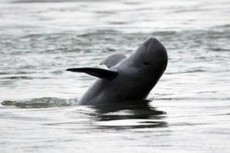 Lumba-lumba Irrawadi ini banyak terdapat di Sungai Mekong, terutama di wilayah Kamboja. Rencana pembangunan bendungan Don Sahong di Laos dikhawatirkan mengancam kelangsungan hidup hewan langka ini.