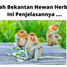 Apakah Bekantan Hewan Herbivora? Ini Penjelasannya ....