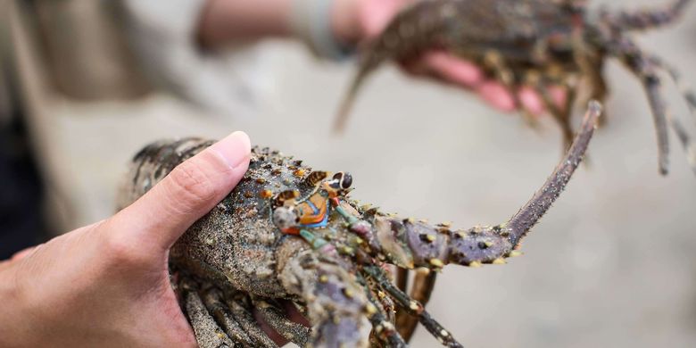 Melihat Bisnis Budi Daya Lobster Air Tawar Di Kawasan Serpong Kumparan Com