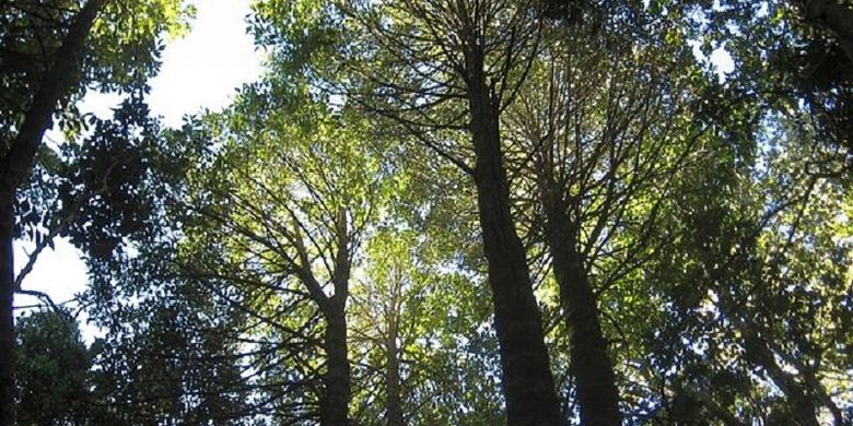 Peneliti Temukan Hutan Penuh Pohon Spesies Langka Halaman All Kompas Com