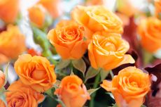 Arti Bunga Mawar Oranye di Berbagai Budaya