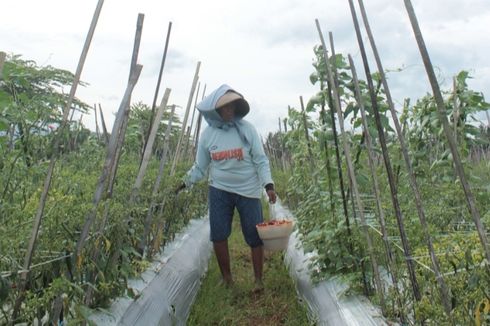 Jelang Lebaran, Harga Cabai Rawit di Banyuwangi Anjlok