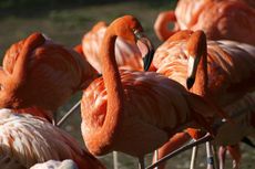 Kenapa Flamingo Berdiri dengan Satu Kaki?