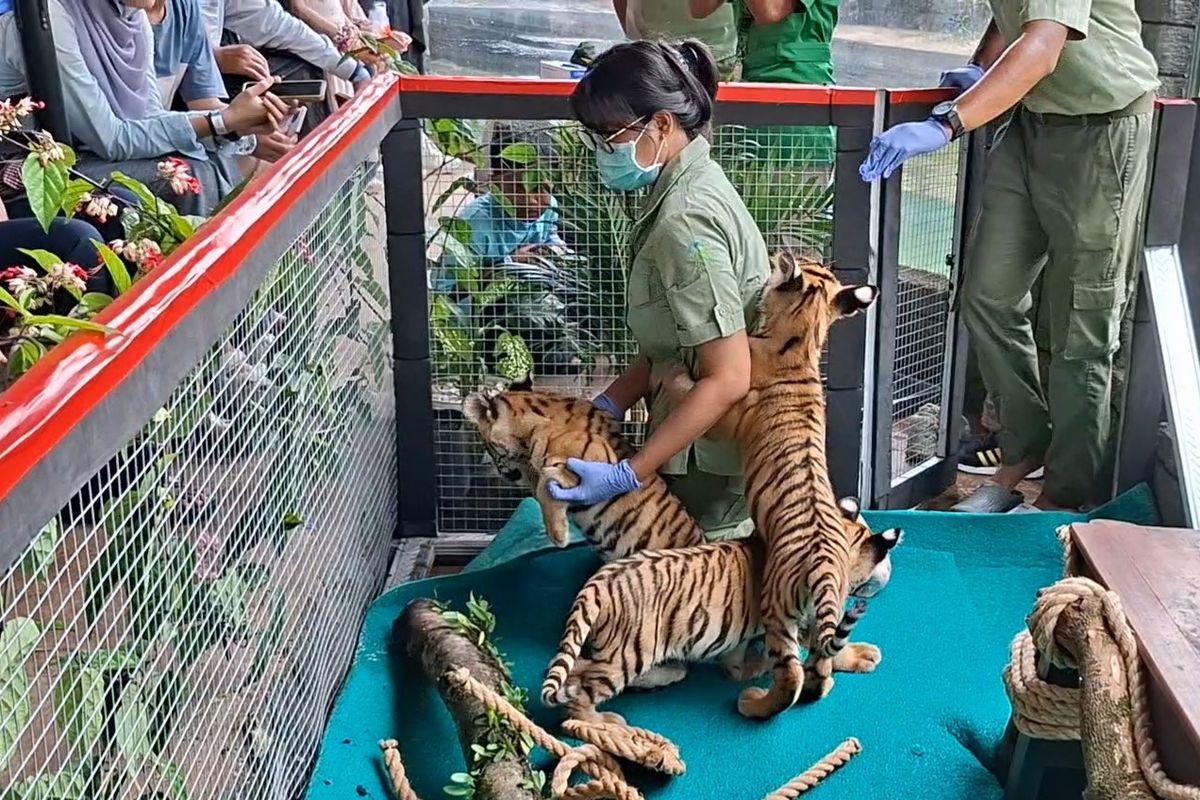 Petugas saat bermain dengan 3 anak Harimau Benggala di Solo Safari, Kamis (3/4/2025).