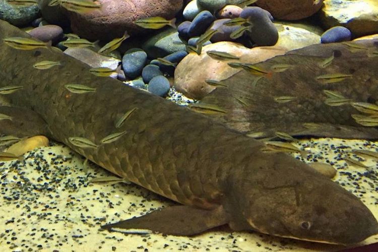 Ikan bernama Methuselah genap berusia 80 tahun 