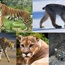 Felidae: Pengertian, Klasifikasi, dan Contohnya