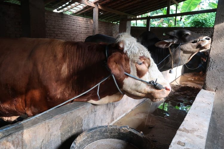 Peternakan sapi semi modern milik keluarga Usman Alfandi, di Kecamatan Tegaldlimo, Kabupaten Banyuwangi, Jawa Timur, Minggu (15/5/2022).