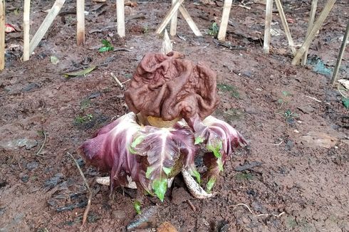 Tanaman Mirip Bunga Bangkai Ditemukan di Kembangan, Tumbuh di Balik Tumpukan Sampah