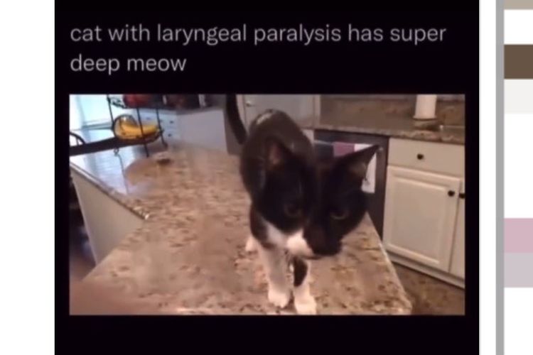 Ramai soal Kucing Punya Suara Berat karena Laryngeal Paralysis, Disebut Bisa Picu Kematian