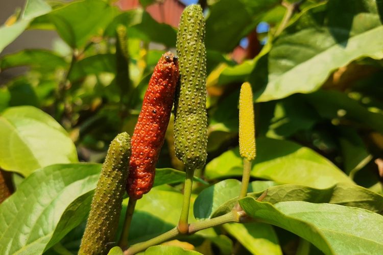 Ilustrasi cabai jawa, tanaman cabai jawa.