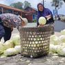 Harga Kubis di Magelang Anjlok, Sebagian Petani Sedekahkan Hasil Panen di Tepi Jalan