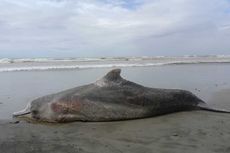 Seekor Lumba-lumba Mati Terdampar di Pantai Penago Baru Bengkulu