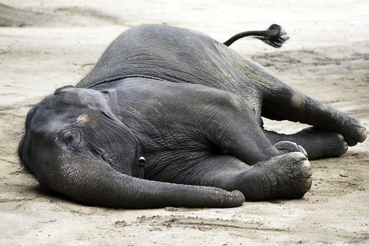 Ilustrasi gajah mati. Seekor gajah sumatera ditemukan mati di kawasan Desa Srimulya, Kecamatan Peunaron, Kabupaten Aceh Timur, Aceh, Jumat (14/10/2022)