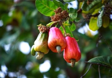 Mete Indonesia Makin Berjaya di Pasar Internasional