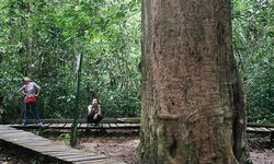 Tutupan Hutan Kalimantan Timur Disebut Masih 62 Persen