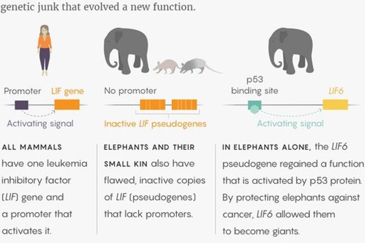 Gajah jarang terkena kanker karena sel-selnya melakukan bunuh diri saat ada petunjuk pertama adanya kelainan. Mereka mengandalkan LIF6, sepotong gen bekas yang mengembangkan fungsi baru.