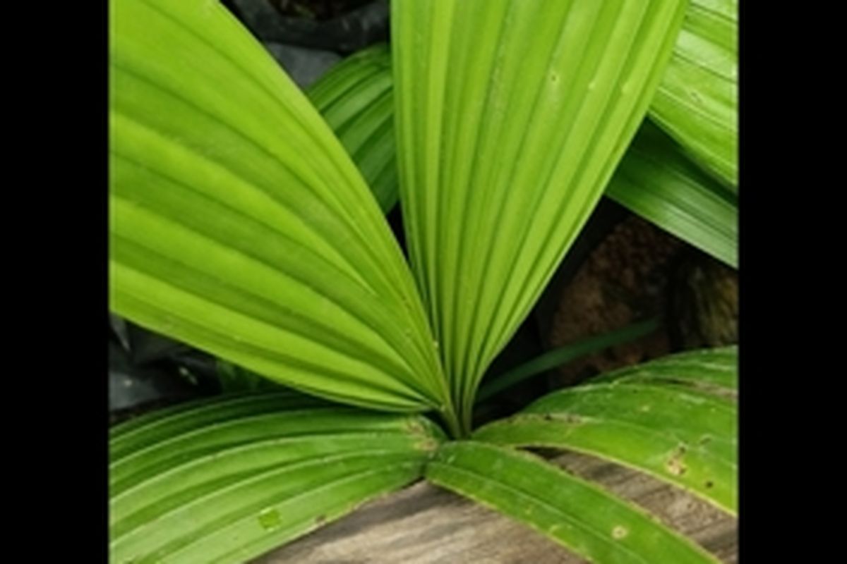 Ilustrasi tanaman buah marashi