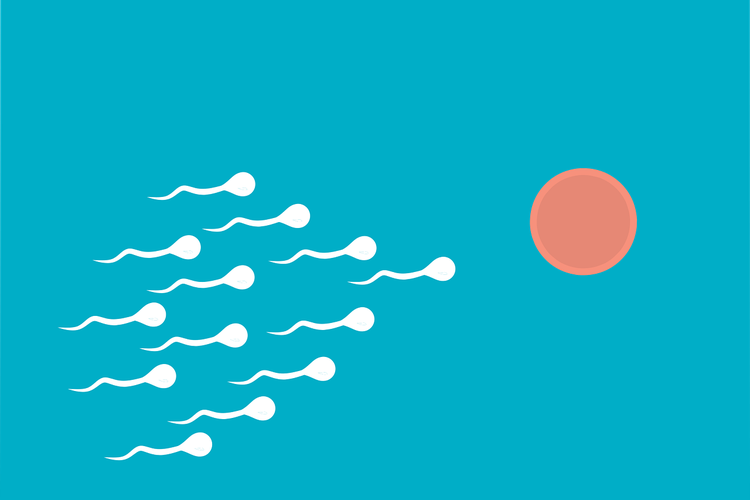 Sel sperma yang menuju sel telur