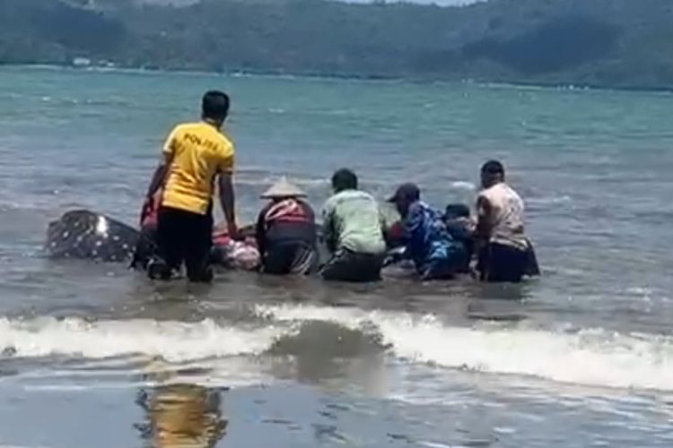 Polisi dan nelayan menyelamatkan hiu paus yang terdampar di pantai Cengkrong Desa Karanggandu Kecamatan Watulimo Kabupaten Trenggalek Jawa Timur, (03/10/2025).