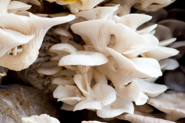 Ilustrasi jamur tiram, budidaya jamur tiram, baglog jamur tiram.