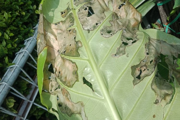 Kerusakan tanaman karena siput dapat meninggalkan lubang pada daun, tak hanya di pada pinggiran daun tetapi juga tengah daun. Lubang juga kerap disertai jejak lendir keperakan.