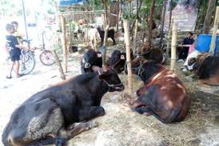 Lamongan Klaim Surplus Stok Hewan Kurban